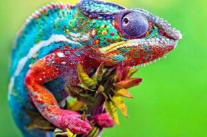 Bagaimana Mata Bunglon Bisa Berputar saat Berburu Mangsa, Ini Jawabannya