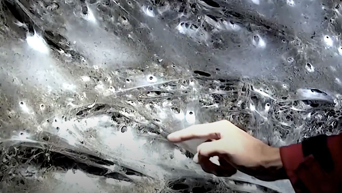 Penampakan Jaring Laba-Laba Raksasa Bikin Ilmuwan Bergidik