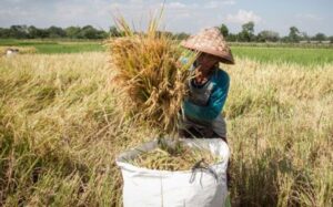 Produksi Padi dan Beras Jambi 2025 Naik 30,9 Persen