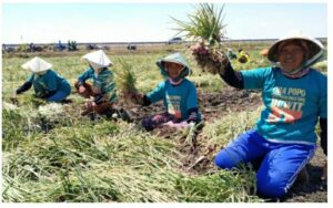 Banjir Rendam Puluhan Hektare Bawang di Brebes, Petani Terpaksa Panen Dini