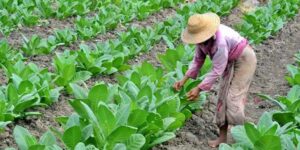 Kamura dan DEMA UINSA Gelar FGD, Bedah Rencana KEK Tembakau Madura