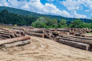 Polri jerat pelaku pembalakan liar pidana lingkungan hidup hingga TPPU