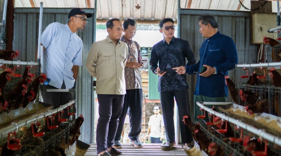 Riyono Caping : Peternak Ayam Petelur Rakyat Harus ada Jaminan Harga dan Serapan di MBG